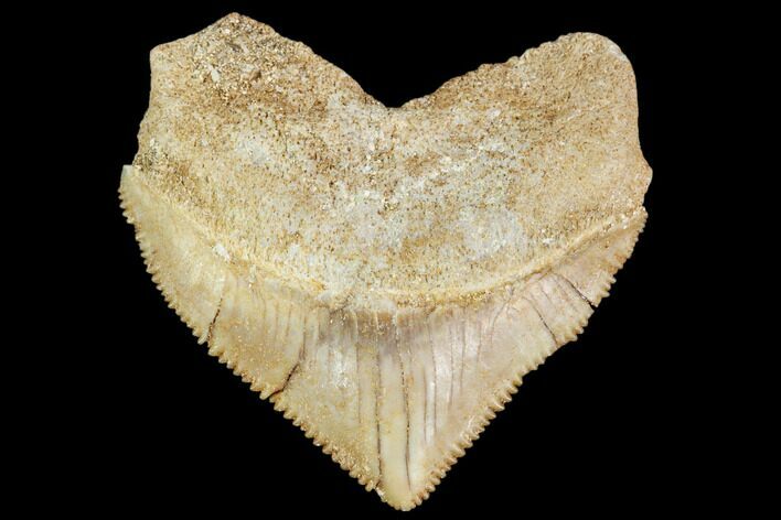 Fossil Crow Shark (Squalicorax) Tooth- Morocco #110082